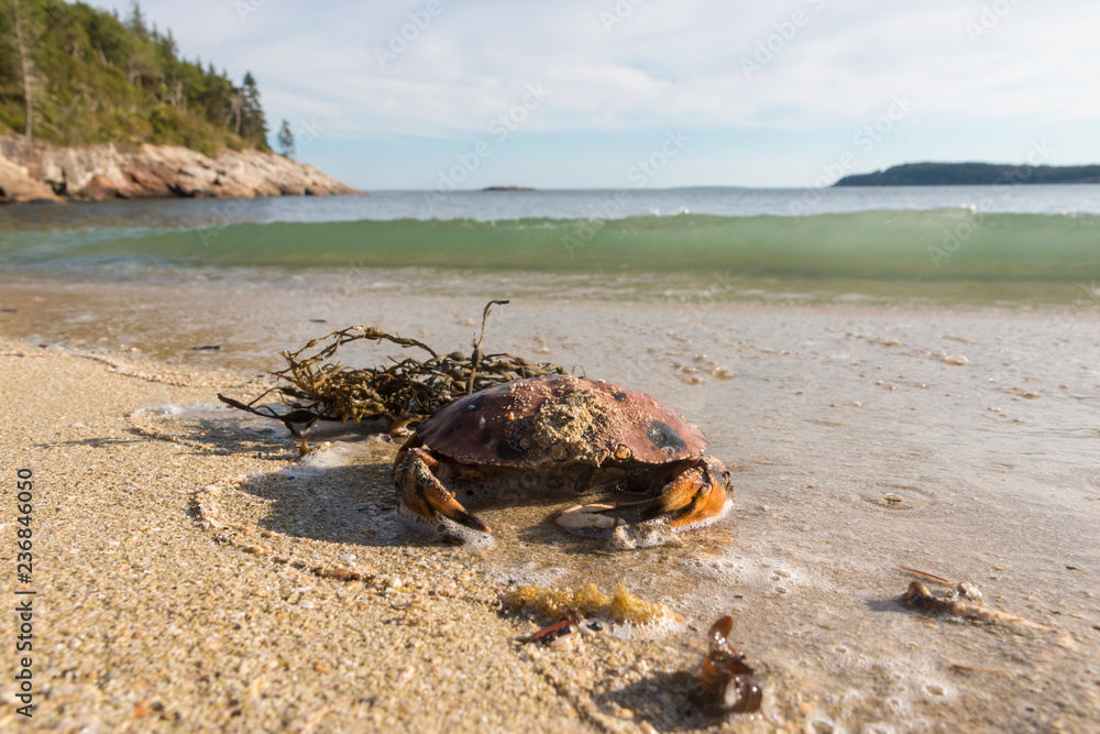 A wild crab on the beach in Acadia National Park in Maine.
