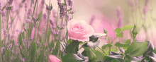 Lavendel, Blumenwiese Mit Rose, Romantisch, Panorama