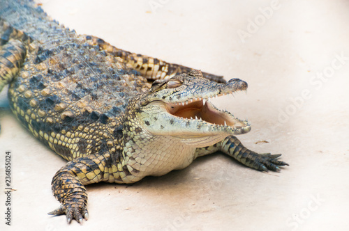 Fotografie, Obraz Caiman alligator crocodile sitting on the ground with open mouth