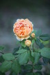 Blossomed rose bush and bud. Close up. Beautiful nature.