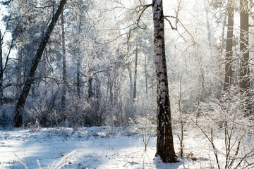 Wall Mural - Sunny winter forest