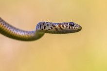 Cropped Portrait Of Large Whip Snake