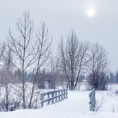 Wall Mural - A trail in the forest on a cold winter's day, Calgary, Alberta