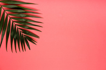 Trendy summer tropical leaves on pink background.  Bright summer color. Minimal style.