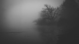 Fototapeta Na ścianę - Tree on pond on foggy morning
