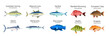 Set of Australian fish varieties illustration
