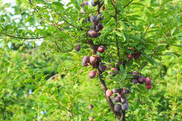 Sticker - Delicious ripe plums on tree branches in garden