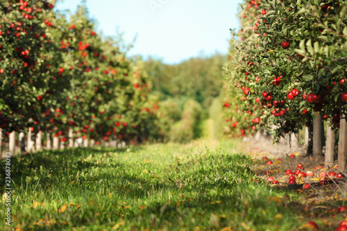 Fotografía Beautiful view of apple orchard on sunny autumn day