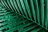 Fototapeta Łazienka - abstract green background, tropical palm leaves