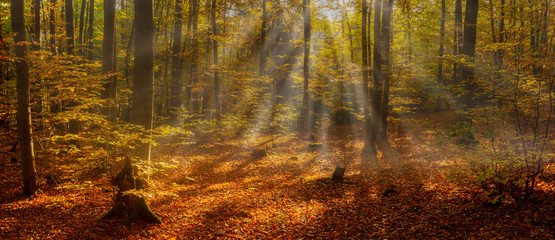 Wall Mural - beautiful scene misty old forest with sun rays, shadows and fog. panorama