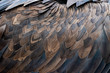 Closeup of brown feathers of a vulture