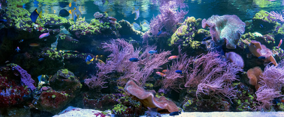 Wall Mural - Underwater world fish aquarium