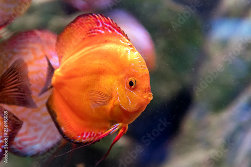 Symphysodon discus in an aquarium Tableau sur Toile