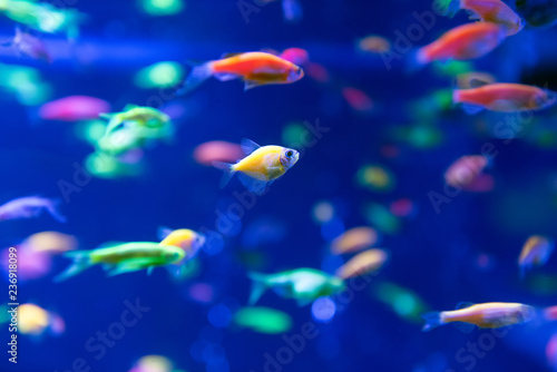 Fotomural Underwater world fish Aquarium