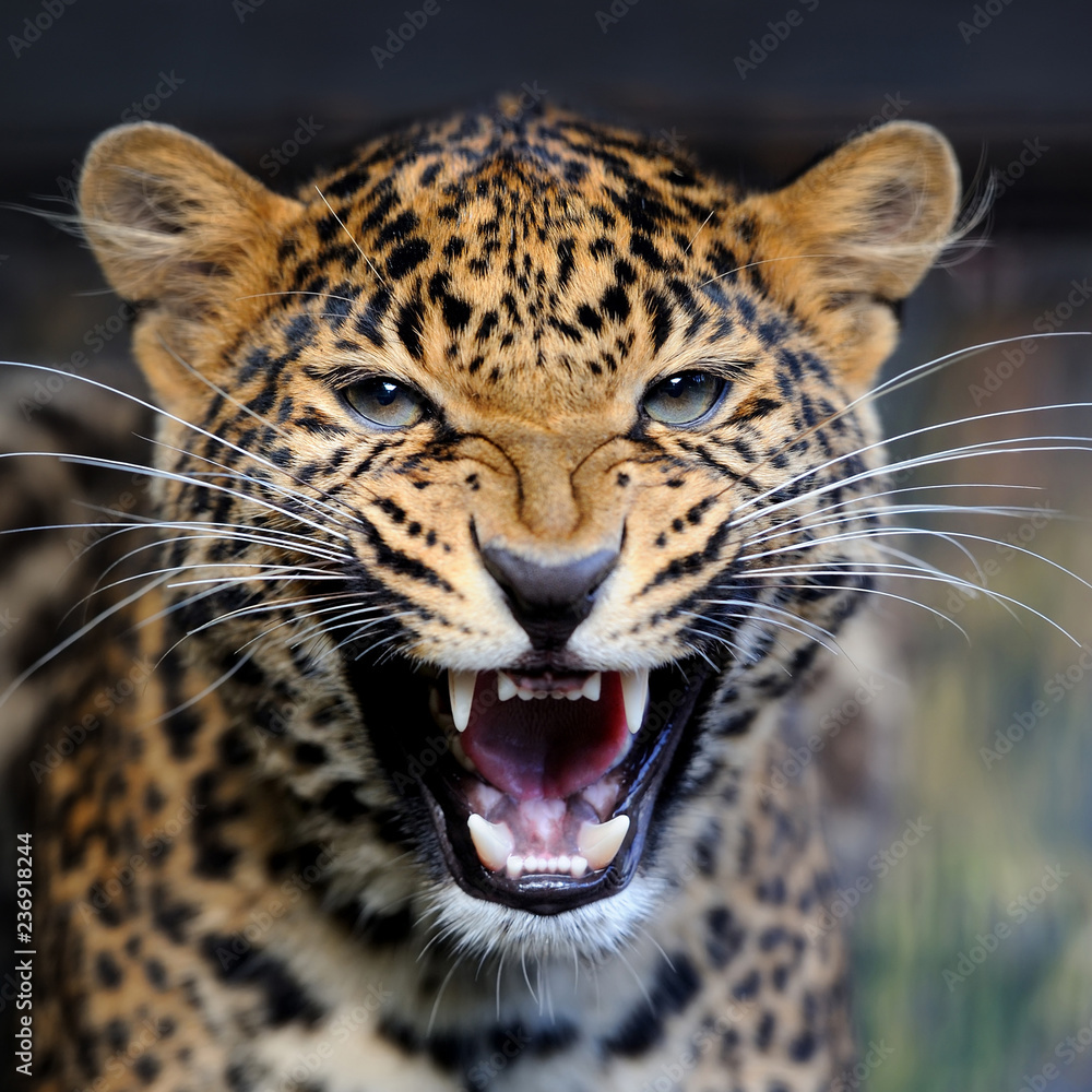 Real Leopard Image Leopard portrait in nature Stock Photo | Adobe Stock