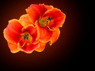 Orange glowing daylily flower on a black background