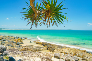 Canvas Print - Noosa National Park on a perfect day with blue water and pandanus palms on the Sunshine Coast in Queensland