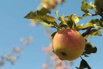 apple