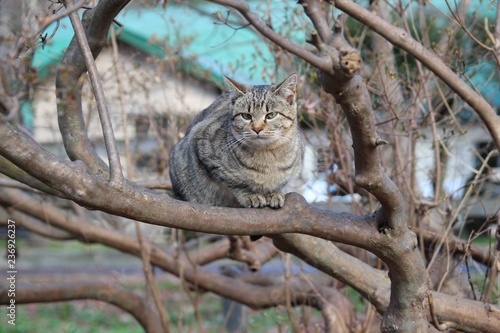 動物 子猫 自然 木 野生生物 リス ウィルト 哺乳動物 オオヤマネコ ヤマネコ 猫科の ボブキャット トカゲ 毛皮 捕食者 ブランチ 茶色 緑 かわいい 鳥 Adobe Stock でこのストック画像を購入して 類似の画像をさらに検索 Adobe Stock 動物 子猫 自然 木 野生生物 リス ウィルト 哺乳動物 オオヤマネコ ヤマネコ 猫科の ボブキャット トカゲ 毛皮 捕食者 ブランチ 茶色 緑 かわいい 鳥 Adobe Stock でこのストック画像を購入して 類似の画像をさらに検索 Adobe Stock
