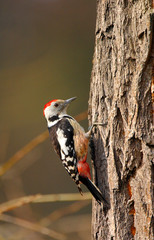 Wall Mural - Single adult Great Spotted Woodpecker bird on a tree branch over the Biebrza river wetlands in Poland in early spring nesting period