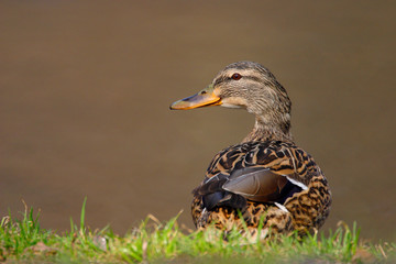 Wall Mural - Single adult female Mallard Duck bird on a grassy wetlands of the Biebrza river in Poland in early spring nesting period