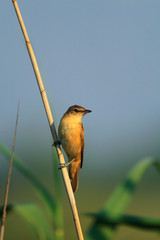 Wall Mural - Single adult Eurasian Reed Warbler bird on a reed stem in the Biebrza river wetlands in Poland in early spring nesting period