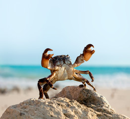 Wall Mural - crab on wild nature