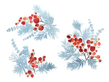 Collection Of Watercolor Arrangements Of Christmas Evergreens. Spruce And Red Berries