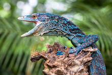 Monitor Lizard With Open Mouth On Wood