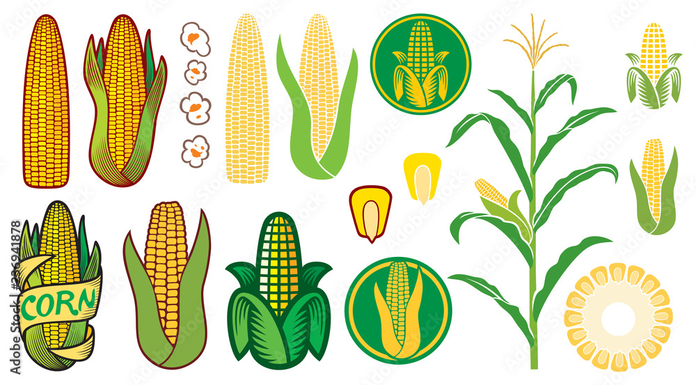 corn vector icons set (grain or seed, stalk, popcorn, corncob) - obrazy, fototapety, plakaty 