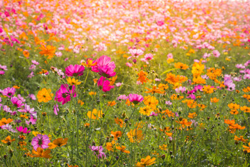 Cosmos flower field