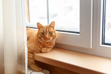 Ginger Red Cat Sitting On The Windowsill During Snowfall On Cold Winter Day.