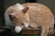 © Umberto Giglio - Gatto nel vaso