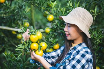 Farmer orange lady,The gardeners are collecting orange,Orange Garden.