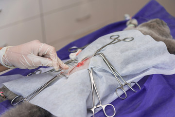 Wall Mural - Sterilization of a cat in a veterinary clinic