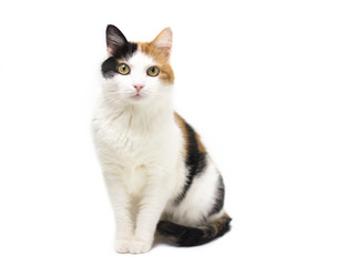 turtle three color young cat on white backround