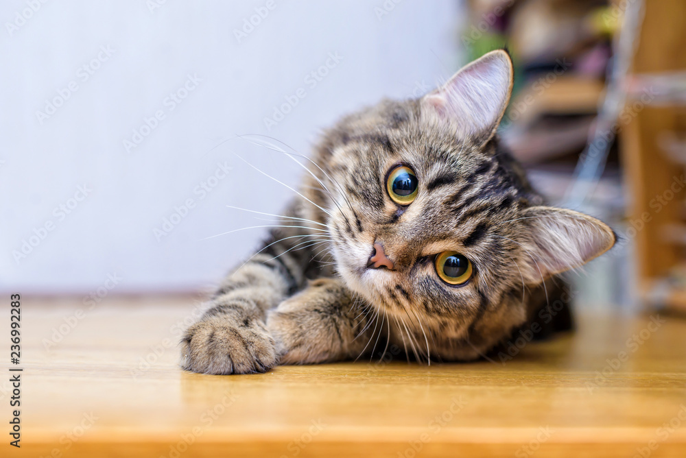 Portrait of a beautiful gray striped cat close up - obrazy, fototapety, plakaty 