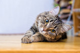 Fototapeta Koty - Portrait of a beautiful gray striped cat close up