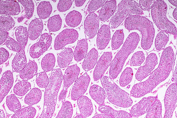 Poster - Cross section of Testis tissue under the microscope for education.