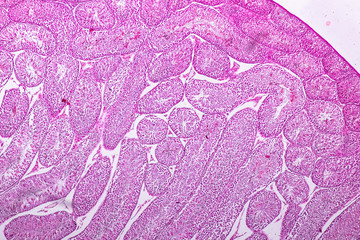 Poster - Cross section of Testis tissue under the microscope for education.