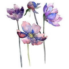 Wall Mural - Purple cosmos flower. Watercolor background set. Isolated cosmos flower illustration element.