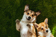 adorable welsh corgi dogs laying on green lawn