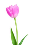 Fototapeta Tulipany - One Pink Tulip  flower with green leaves isolated on white background. Close up