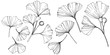 © yanushkov - Vector. Engraved black and white ginkgo leaf. Plant botanical garden. Isolated ginkgo illustration element.