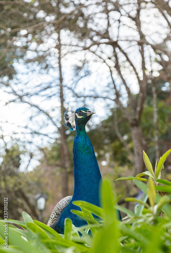 Peacock Bird Animal Blue Nature Feather Peafowl