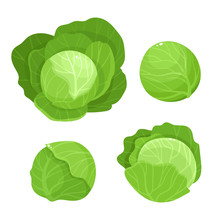 Bright Vector Illustration Of Colorful Cabbage Isolated On White Background