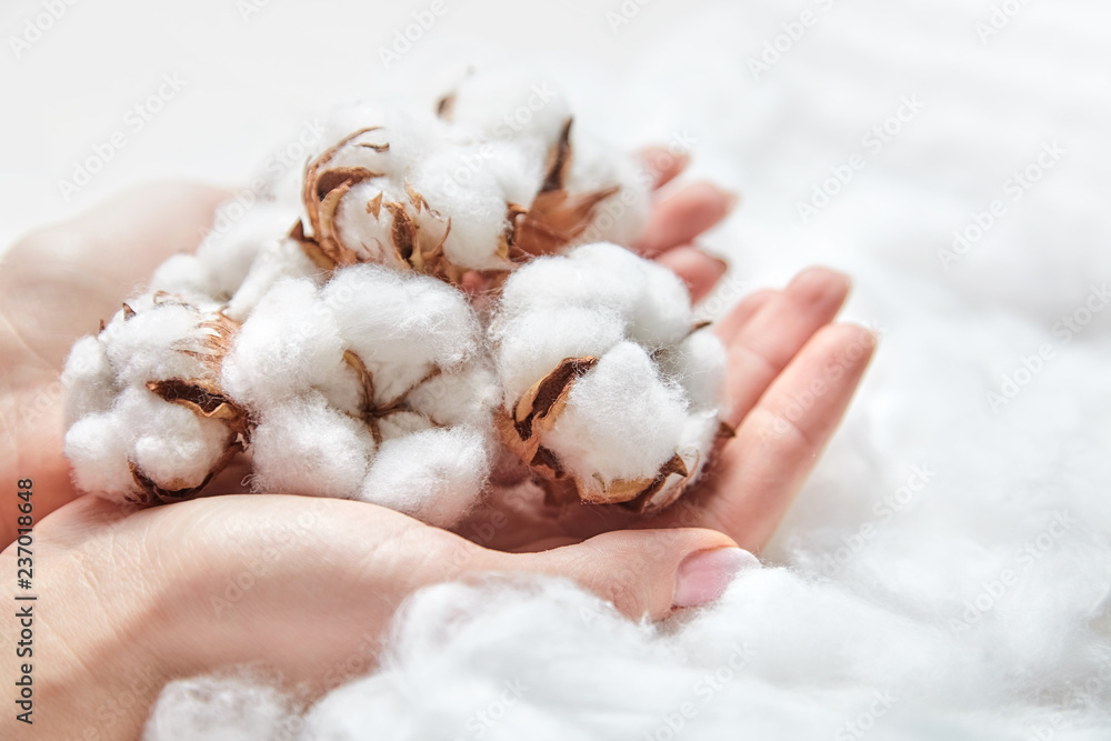 White cotton flowers in the hands - obrazy, fototapety, plakaty 