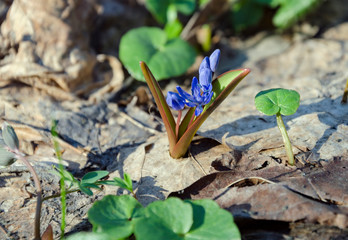 bloom blue snowdrop