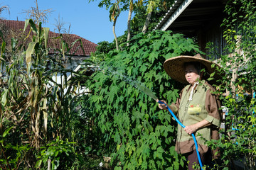 elderly elder woman senior gardener farmer watering plant in garden