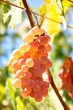 Juicy wine grapes hanging on branch